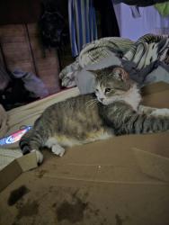 Lost Male Cat last seen De todos colores, pero es más pecho blanco, Henrico, VA 23228