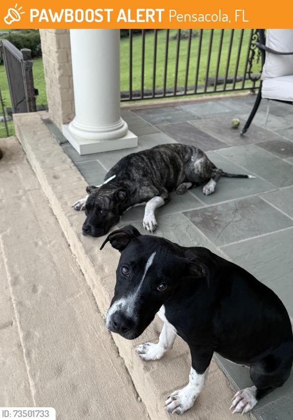 Found/Stray Female Dog last seen Cervantes Street @ the I-10 on ramp intersection, Pensacola, FL 32504