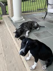 Found/Stray Female Dog last seen Cervantes Street @ the I-10 on ramp intersection, Pensacola, FL 32504