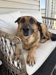 Reunited Male Dog last seen Walkertown, NC, Walkertown, NC 27051