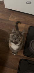Reunited Female Cat last seen The cove at priest lake, Nashville, TN 37076