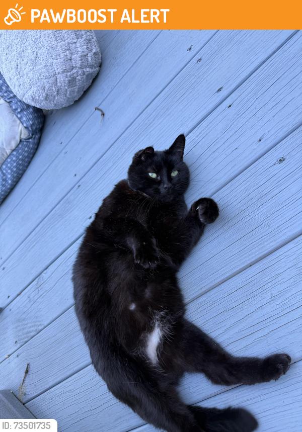 Found/Stray Female Cat last seen Honeysuckle drive, Wilkies Grove Church Rd, NC 28602