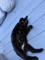Found/Stray Female Cat last seen Honeysuckle drive, Wilkies Grove Church Rd, NC 28602