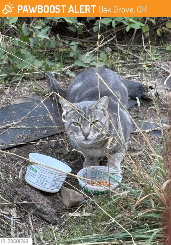 Found/Stray Unknown Cat last seen this cat has been living in the brambles behind the Elks Lodge for a couple of weeks at least, Oak Grove, OR 97222