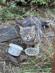 Found/Stray Unknown Cat last seen this cat has been living in the brambles behind the Elks Lodge for a couple of weeks at least, Oak Grove, OR 97222