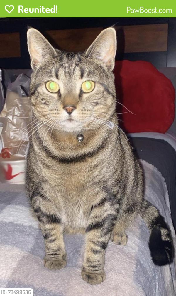 Reunited Female Cat last seen Front & Mulberry st, Catasauqua, PA 18032