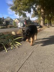 Reunited Male Dog last seen A and Lindecke Streets off Boone, Spokane, WA 99201