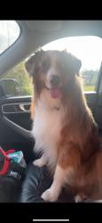 Lost Male Dog last seen Legette road at big white hse, Centenary, SC 29519
