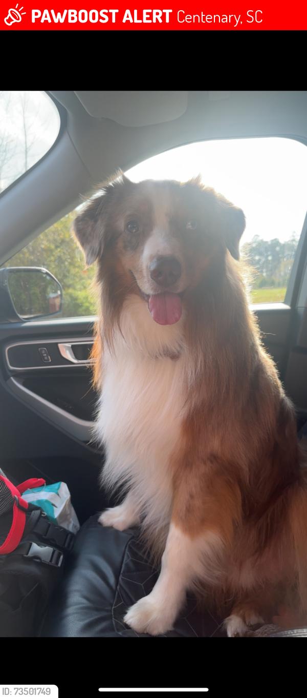 Lost Male Dog last seen Legette road at big white hse, Centenary, SC 29519