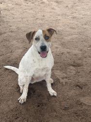 Reunited Male Dog last seen E Weldon Ave, Phoenix, AZ 85018, USA, Phoenix, AZ 85018
