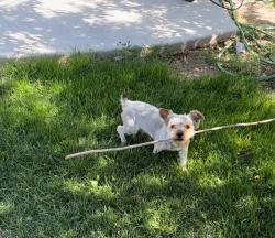 Reunited Male Dog last seen Henry lane and Lewis, Canyon County, ID 83686