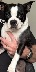 Reunited Female Dog last seen Topaz and Emerald near Russell and Eastern, Paradise, NV 89120