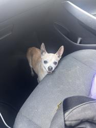 Reunited Female Dog last seen Westbranch, Houston, TX 77041, USA, Houston, TX 77041