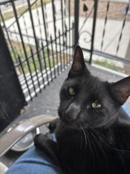 Reunited Male Cat last seen 90th and Mandel Street, Federal Heights, CO 80260
