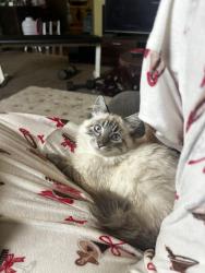 Reunited Male Cat last seen Ne chipman rd lee’s summit, Lee's Summit, MO 64086