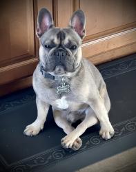 Lost Male Dog last seen Douglas Arrowwood community, Oceanside, CA 92057