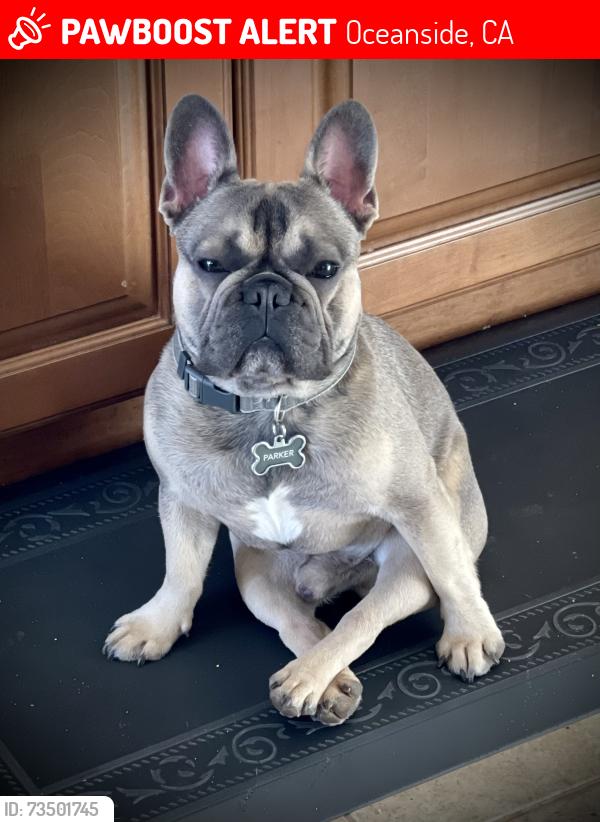 Lost Male Dog last seen Douglas Arrowwood community, Oceanside, CA 92057