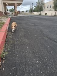 Found/Stray Male Dog last seen Next to chevron, Phoenix, AZ 85032