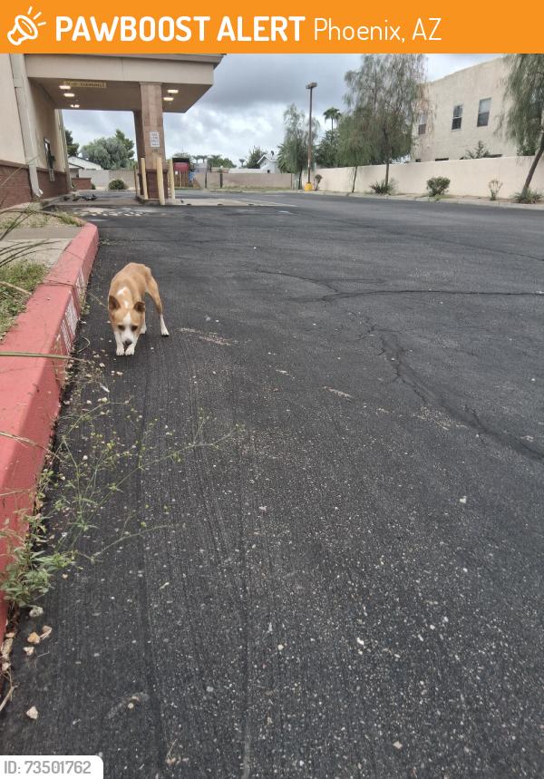 Found/Stray Male Dog last seen Next to chevron, Phoenix, AZ 85032