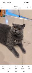 Reunited Male Cat last seen Congress Avenue, Boynton Beach, FL 33426