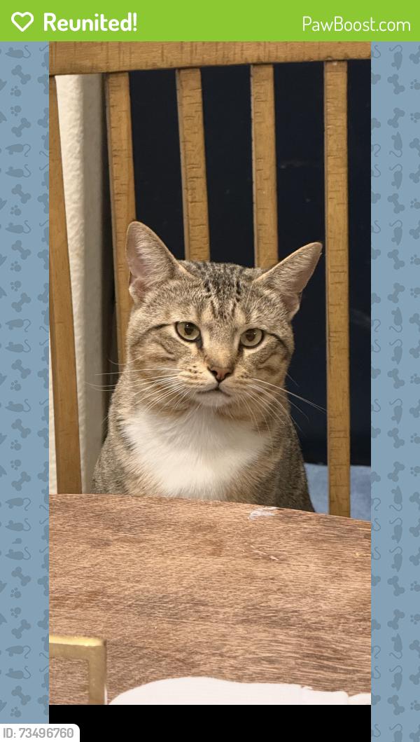 Reunited Male Cat last seen Close to Mustang Cove at Weatherford Lake, Weatherford, TX 76087