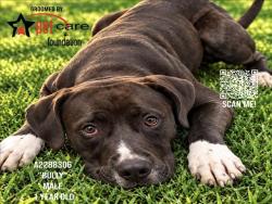 Shelter Stray Male Dog last seen , 3201 Lacy St, Los Angeles, CA 90031, USA