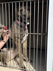 Shelter Stray Female Dog last seen Near BLOCK W RENO AVE, OKLAHOMA CITY OK 73107, 2811 SE 29th St, Oklahoma City, OK 73129, USA