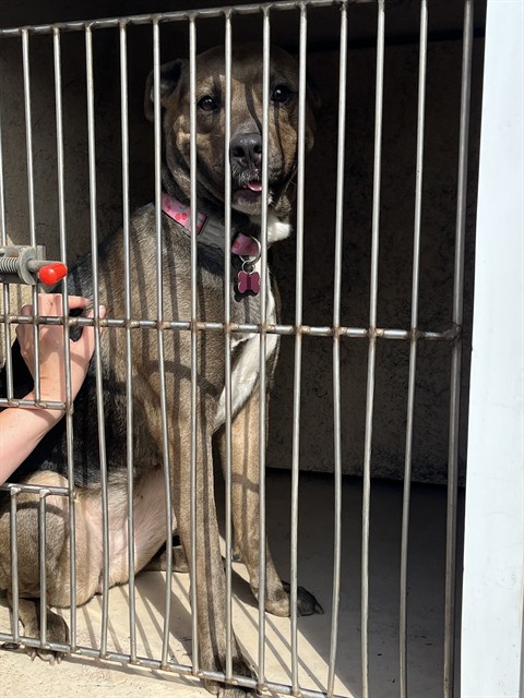 Shelter Stray Female Dog last seen Near BLOCK W RENO AVE, OKLAHOMA CITY OK 73107, 2811 SE 29th St, Oklahoma City, OK 73129, USA
