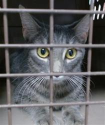 Shelter Stray Female Cat last seen , 2811 SE 29th St, Oklahoma City, OK 73129, USA