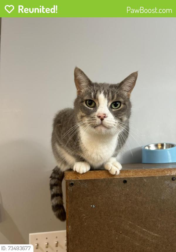 Reunited Male Cat last seen Teri Ter, East Lansing, MI 48823