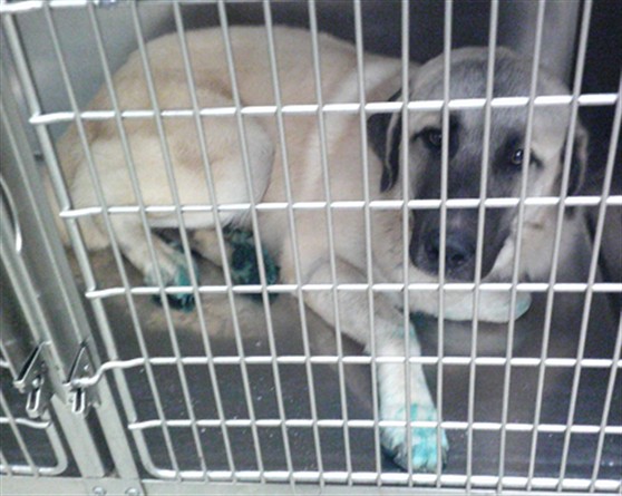 Shelter Stray Male Dog last seen , 2811 SE 29th St, Oklahoma City, OK 73129, USA
