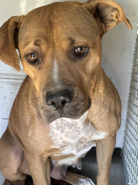 Shelter Stray Female Dog last seen Near BLOCK SECURITY AVE, BAKERSFIELD CA 93306, 3951 Fruitvale Ave, Bakersfield, CA 93308, USA