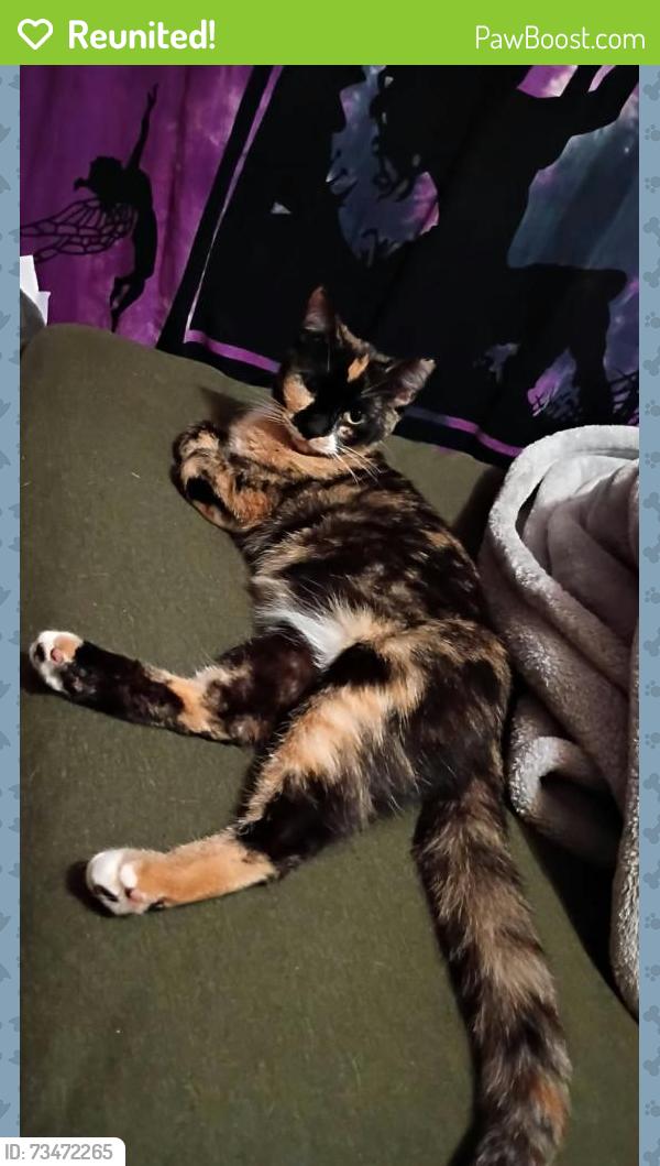 Reunited Female Cat last seen 32nd and Longfellow, Wichita, KS 67226
