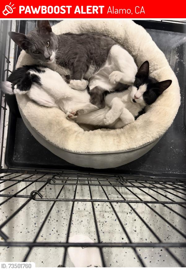 Lost Male Cat last seen Las Trampas, Alamo, CA 94507