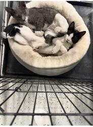 Lost Male Cat last seen Las Trampas, Alamo, CA 94507