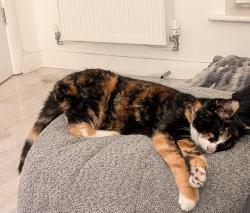 Lost Female Cat last seen Ashfield Crescent, Merseyside, England L33 0AD