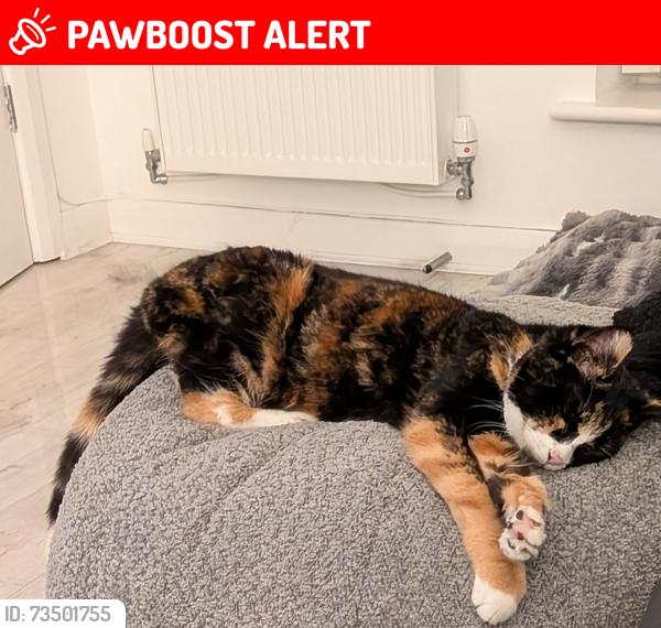Lost Female Cat last seen Ashfield Crescent, Merseyside, England L33 0AD