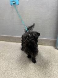 Shelter Stray Male Dog last seen Near BLOCK RANGE RD, LAS VEGAS NV 89115, 655 N Mojave Rd, Las Vegas, NV 89101, USA