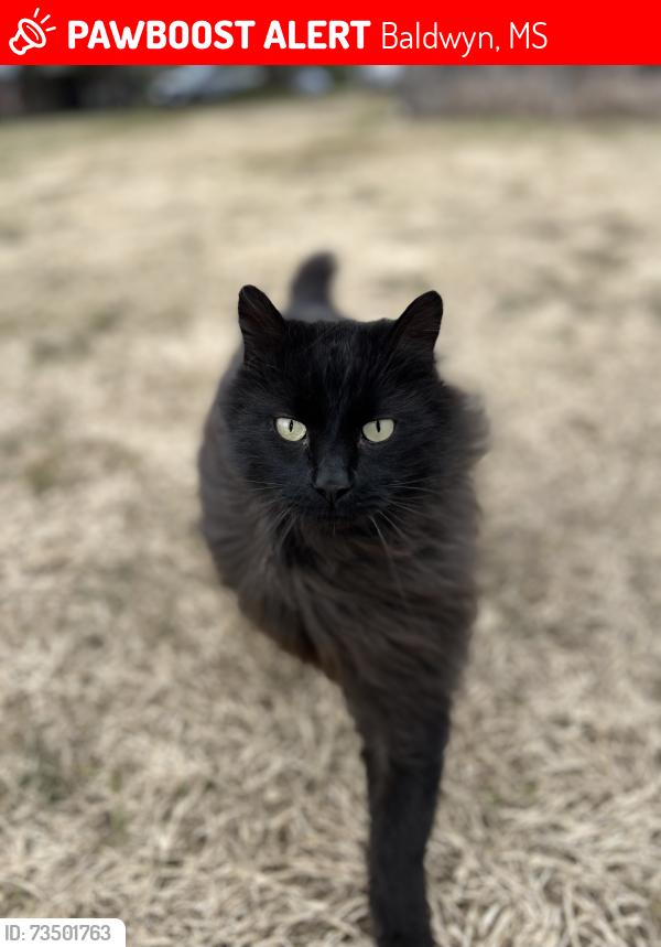 Lost Male Cat last seen By git-n-go gas station, Baldwyn, MS 38824