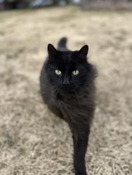 Lost Male Cat last seen By git-n-go gas station, Baldwyn, MS 38824