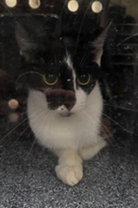 Shelter Stray Female Cat last seen Near BLOCK SWAMP LN, GENEVA FL 32732, 232 Eslinger Way, Sanford, FL 32773, USA