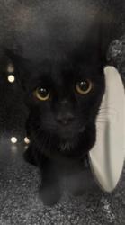 Shelter Stray Unknown Cat last seen Near BLOCK SWAMP LN, GENEVA FL 32732, 232 Eslinger Way, Sanford, FL 32773, USA