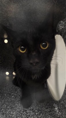 Shelter Stray Unknown Cat last seen Near BLOCK SWAMP LN, GENEVA FL 32732, 232 Eslinger Way, Sanford, FL 32773, USA