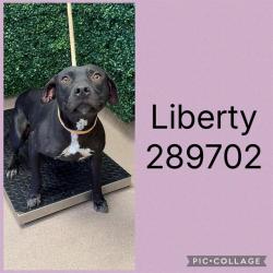 Shelter Stray Female Dog last seen LIBERTY ST, 4214 Fulton Mill Rd, Macon, GA 31216, USA