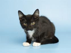 Shelter Stray Male Cat last seen Near BLOCK W CAMELBACK RD, 5501 E Van Buren St, Phoenix, AZ 85008, USA