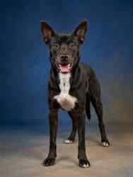 Shelter Stray Male Dog last seen Near BLOCK SAN JUAN AVE, 2020 Forest St, Jacksonville, FL 32204, USA