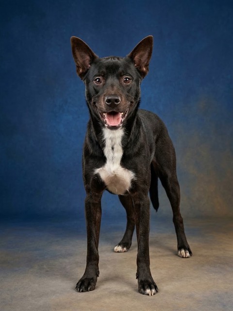 Shelter Stray Male Dog last seen Near BLOCK SAN JUAN AVE, 2020 Forest St, Jacksonville, FL 32204, USA