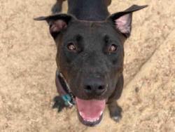Shelter Stray Female Dog last seen , 2481 Palomar Airport Rd, Carlsbad, CA 92011, USA
