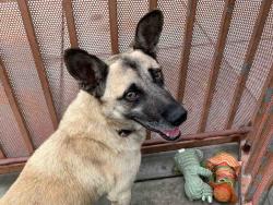 Shelter Stray Male Dog last seen , 2481 Palomar Airport Rd, Carlsbad, CA 92011, USA