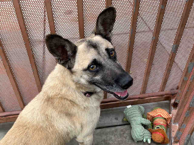Shelter Stray Male Dog last seen , 2481 Palomar Airport Rd, Carlsbad, CA 92011, USA